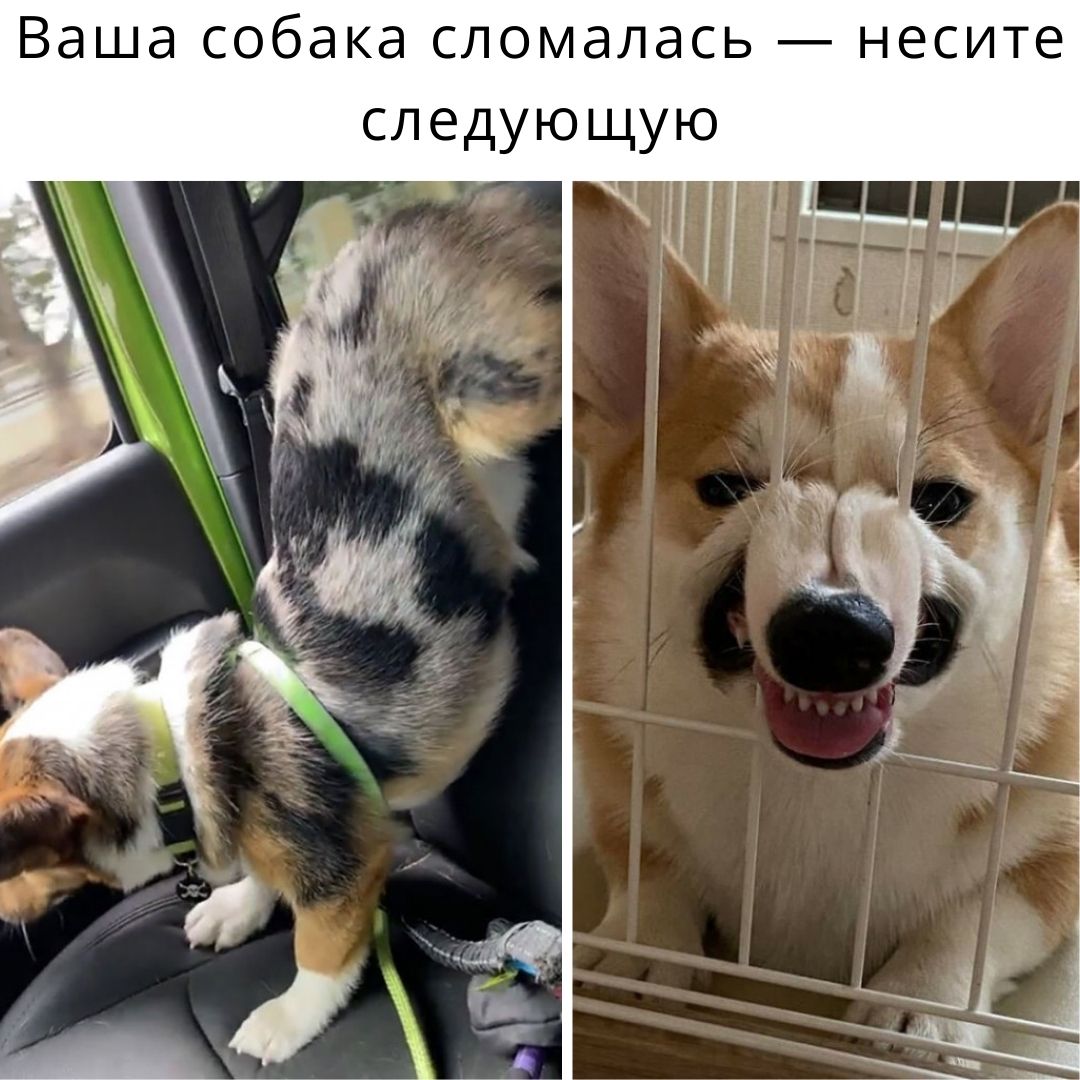 Несите следующего