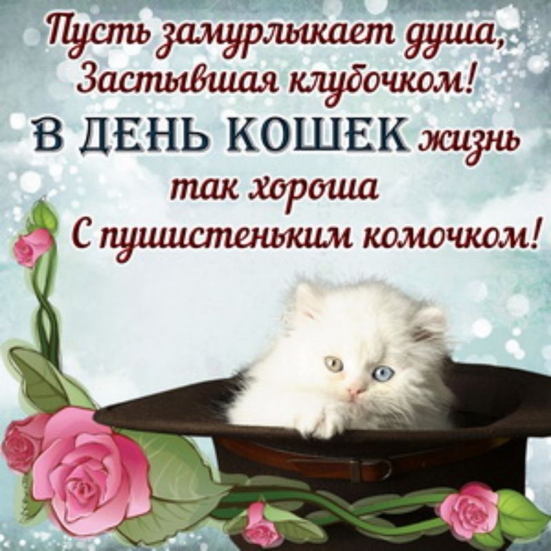 Застыёишя тубочком 1 В ДЕНЬ КОШЕК жиднь так хартии С пушистеныаш комощсом