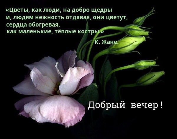 Цветы как люди на добро щедры и людям нежность отдан они цветут сердца пбпгревая как маленькие тёплые кпдпр добрый вечер