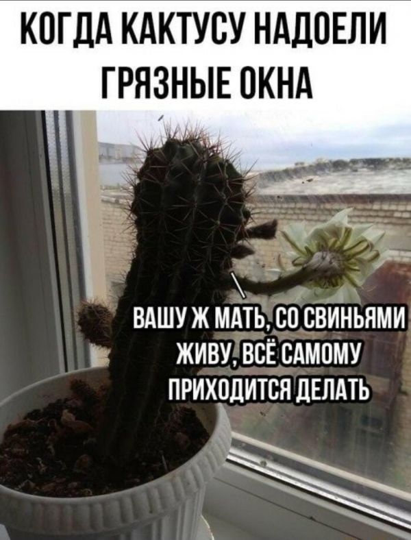 КОГДА КАКТУСУ НАДОЕЛИ ГРНЗНЫЕ ОКНА і ВАШУ Ж МАТЪ_СО СВИАНЬЯМИ ЖИВУ ВСЁ САМОМУ ПРИХОДИТВЯ ДЕЛАТЬ