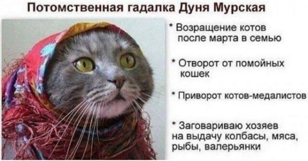 Потомственная гадалка Дуня Мурская Возращение котов ПОСПВ марта В ЮМЫО Отворот от помойиых кошек Приворот котов медалистов Заговариваю хозяев на выдачу колбасы мяса рыбы валерьянки