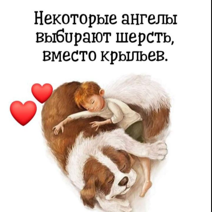 Некоторые ангелы выбирают шерсть вместо крыльев