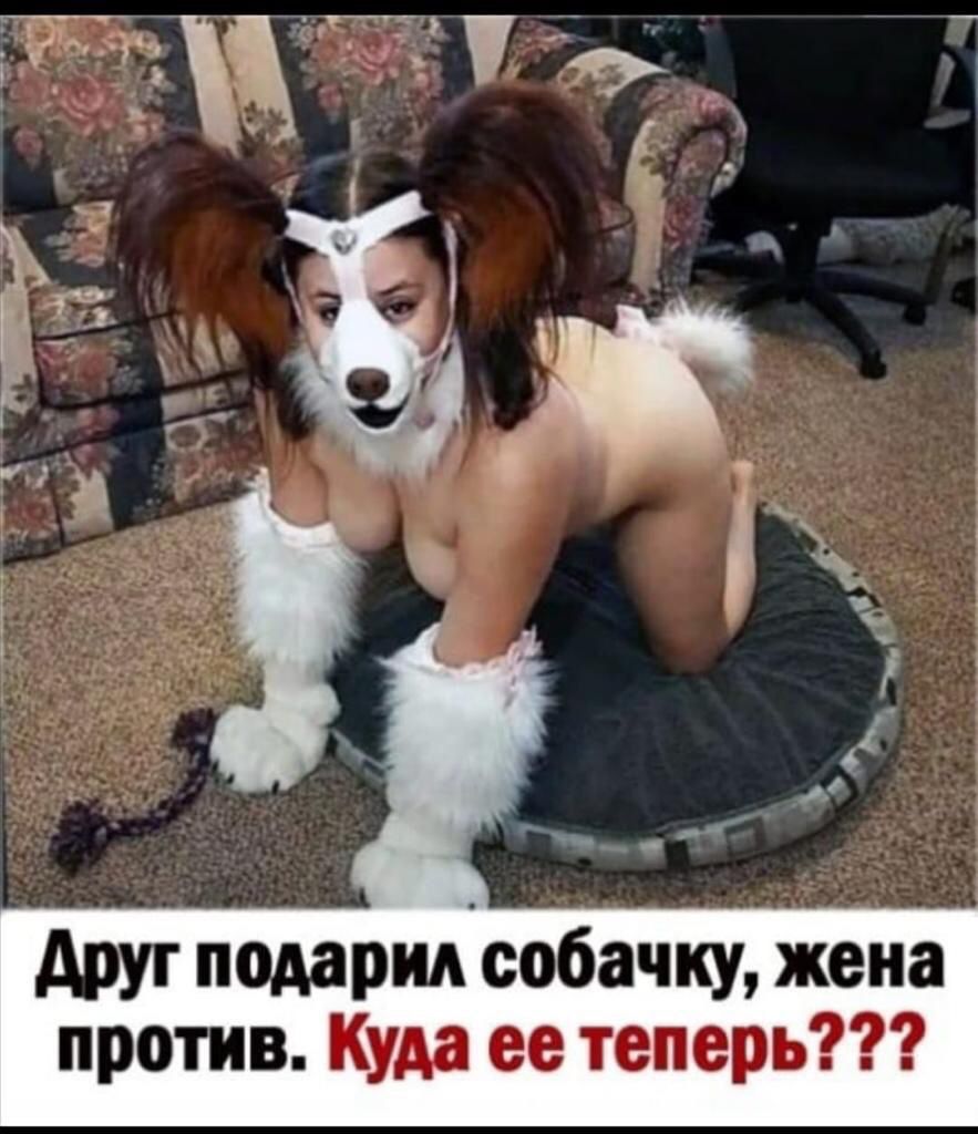 друг подаридсобачку жена против Куда ее теперь