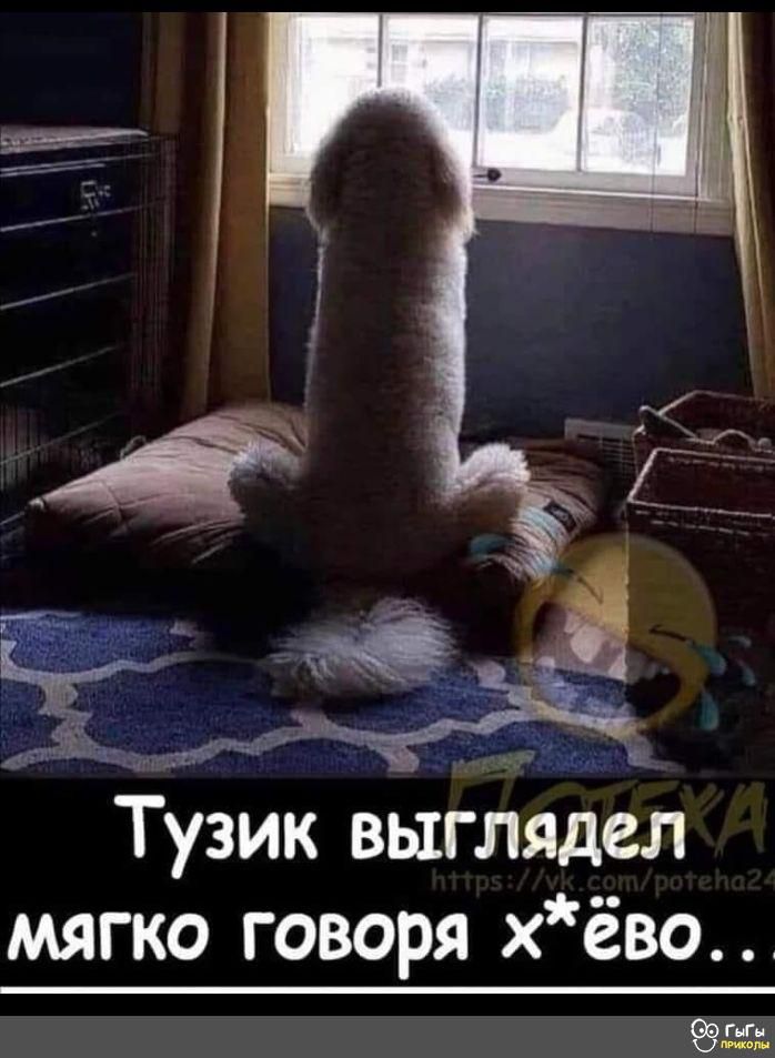 Тузик выглядел мягко говоря хёво