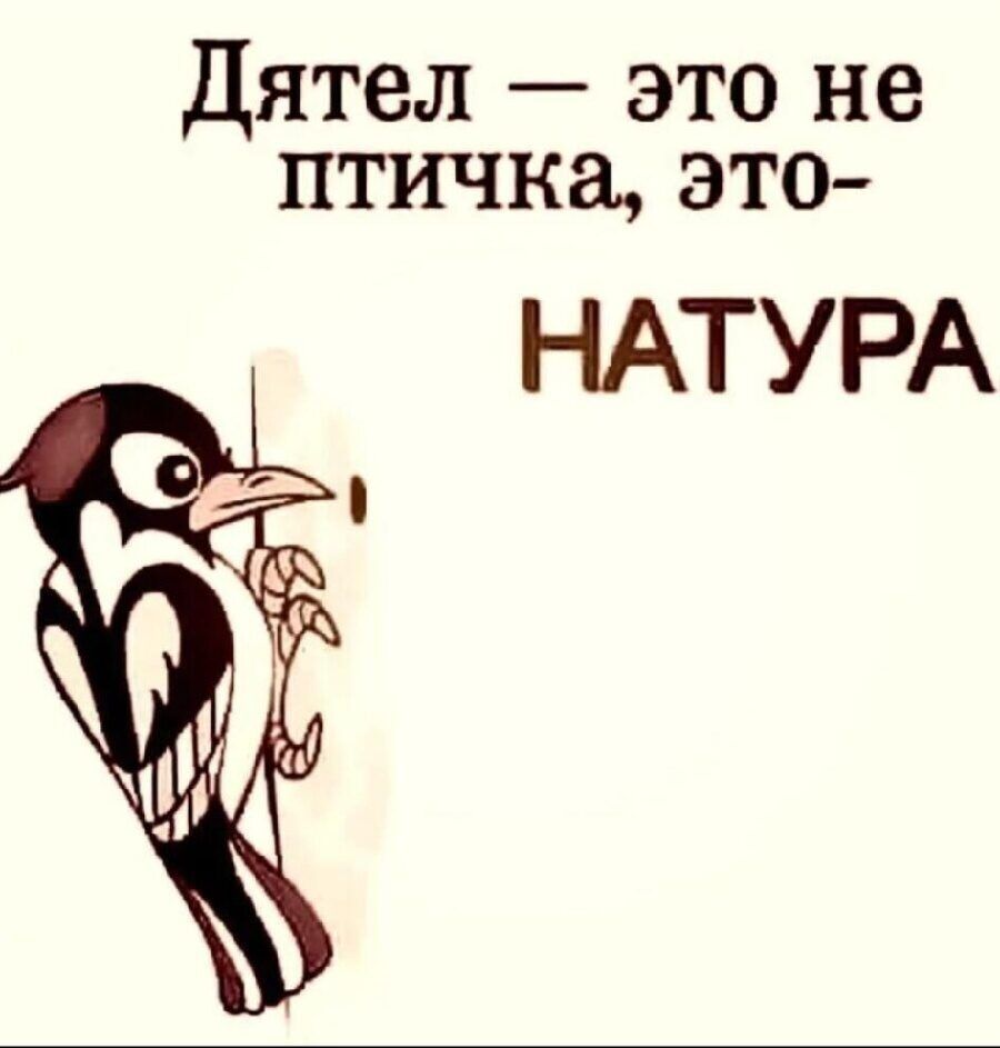 Дятел это не птичка это НАТУРА