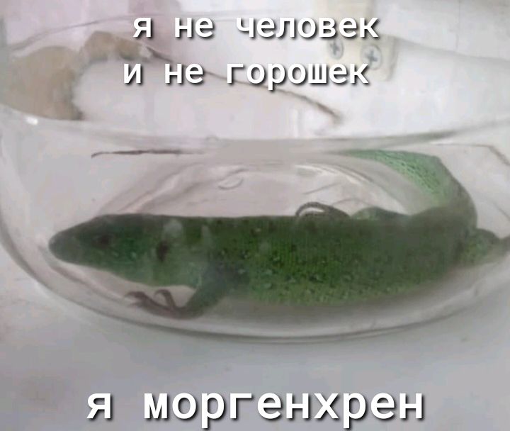 Я НЭ ЧЭЛОЗЭК И из горошак я мэргзнхрзн