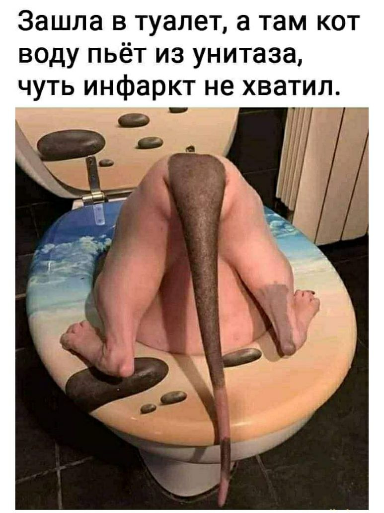 Зашла в туалет а там кот воду пьёт из унитаза чуть инфаркт не хватил