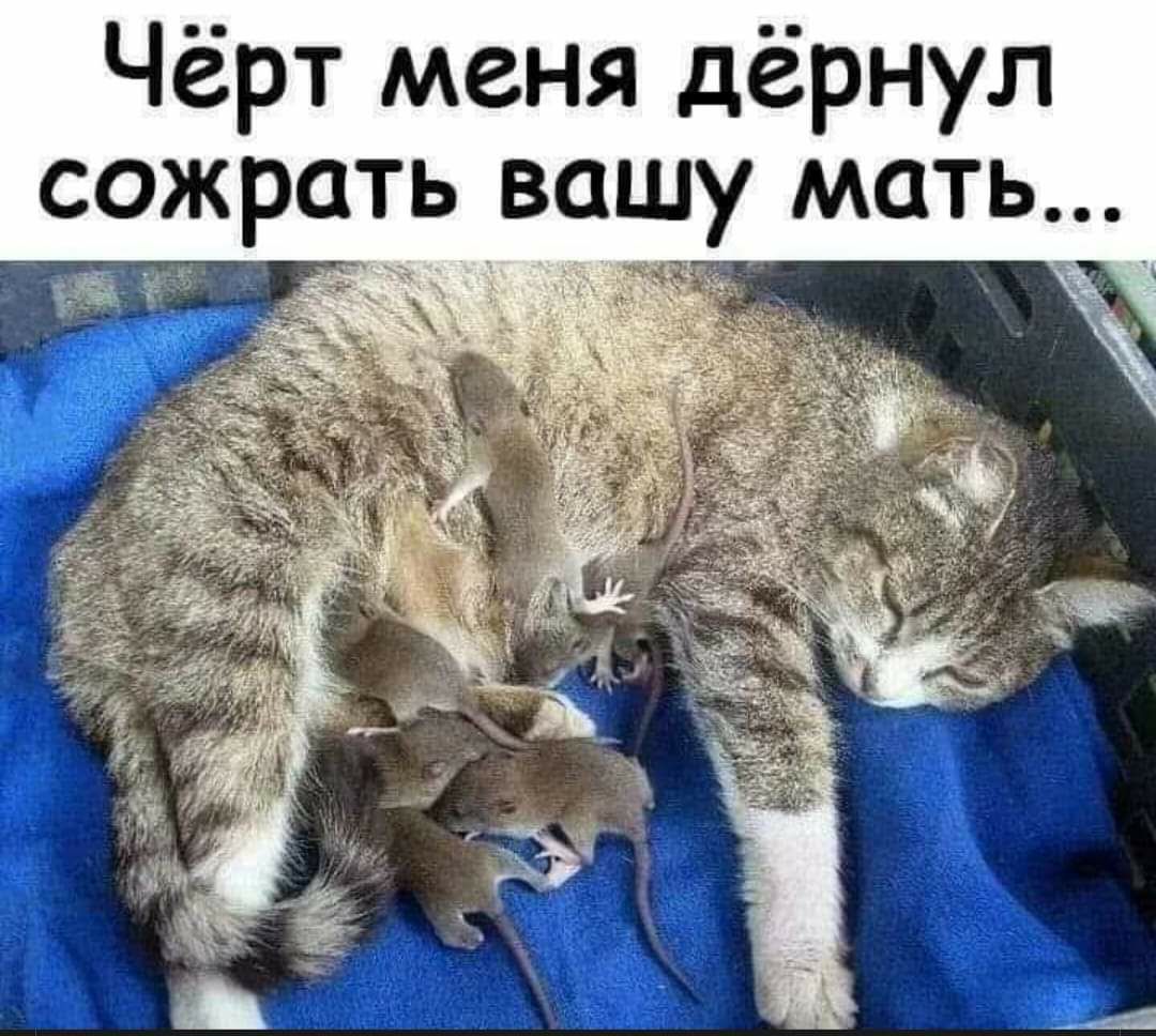 Чёрт меня дёрнул сожрать вашу мать 4 я