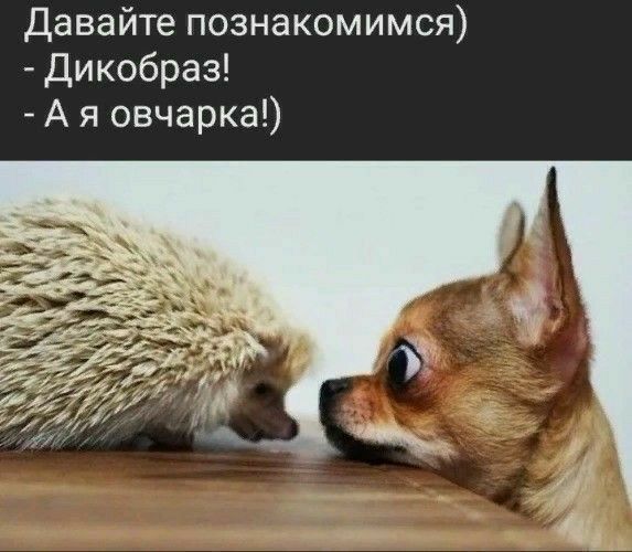 Давайте познакомимся Дикобраз А я овчарка