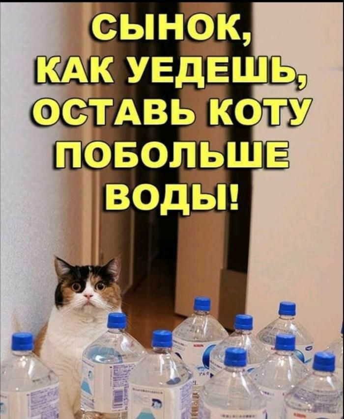 СЫНОК