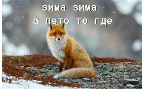 _Има ЗИМд