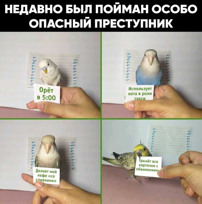 НЕДАВНО БЫЛ ПОЙМАН ОСОБО ОПАСНЫЙ ПРЕСТУПНИК Используеч но и ради хлкги