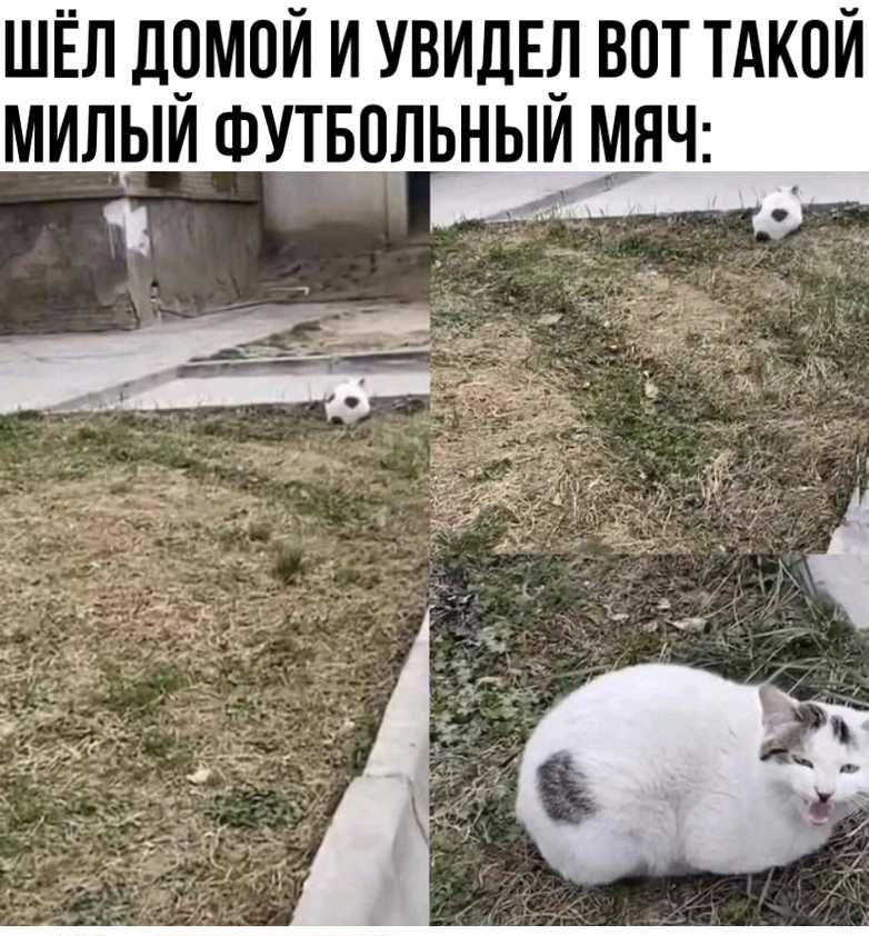 шёл домой и увидЕд вот тдкпи милыи Футвольныи 1