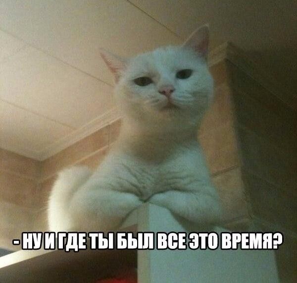пШПШ щиты щпзшззто шипа