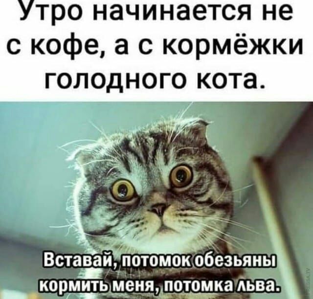 тро начинается не с кофе а с кормёжки голодного кота кормитьМеня УП0Т0МК8 АЬВЗ _