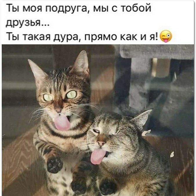 Ты моя подруга мы с тобой друзья Ты такая дура прямо как и тд