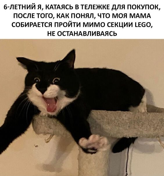 б ЛЕТНИЙ Я КАТАЯСЬ В ТЕЛЕЖКЕ ДЛЯ ПОКУПОК ПОСЛЕ ТОГО КАК ПОНЯЛ ЧТО МОЯ МАМА СОБИРАЕТСЯ ПРОЙТИ МИМО СЕКЦИИ Е60 НЕ ОСТАНАВПИВАЯСЬ