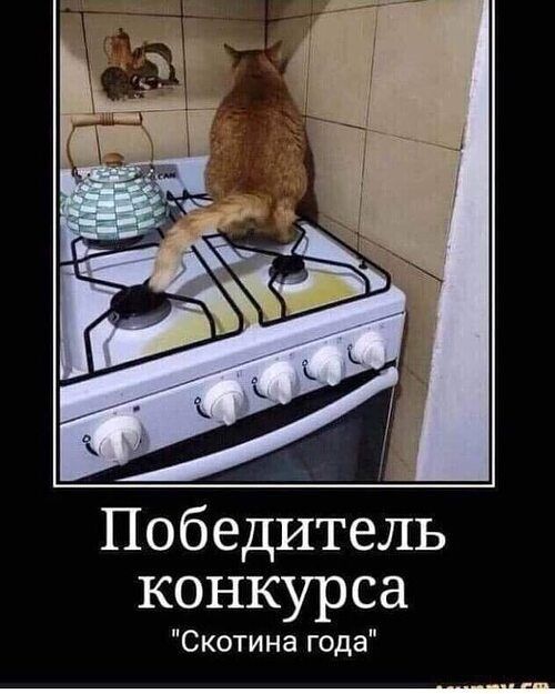 Победитель конкурса Скотина года