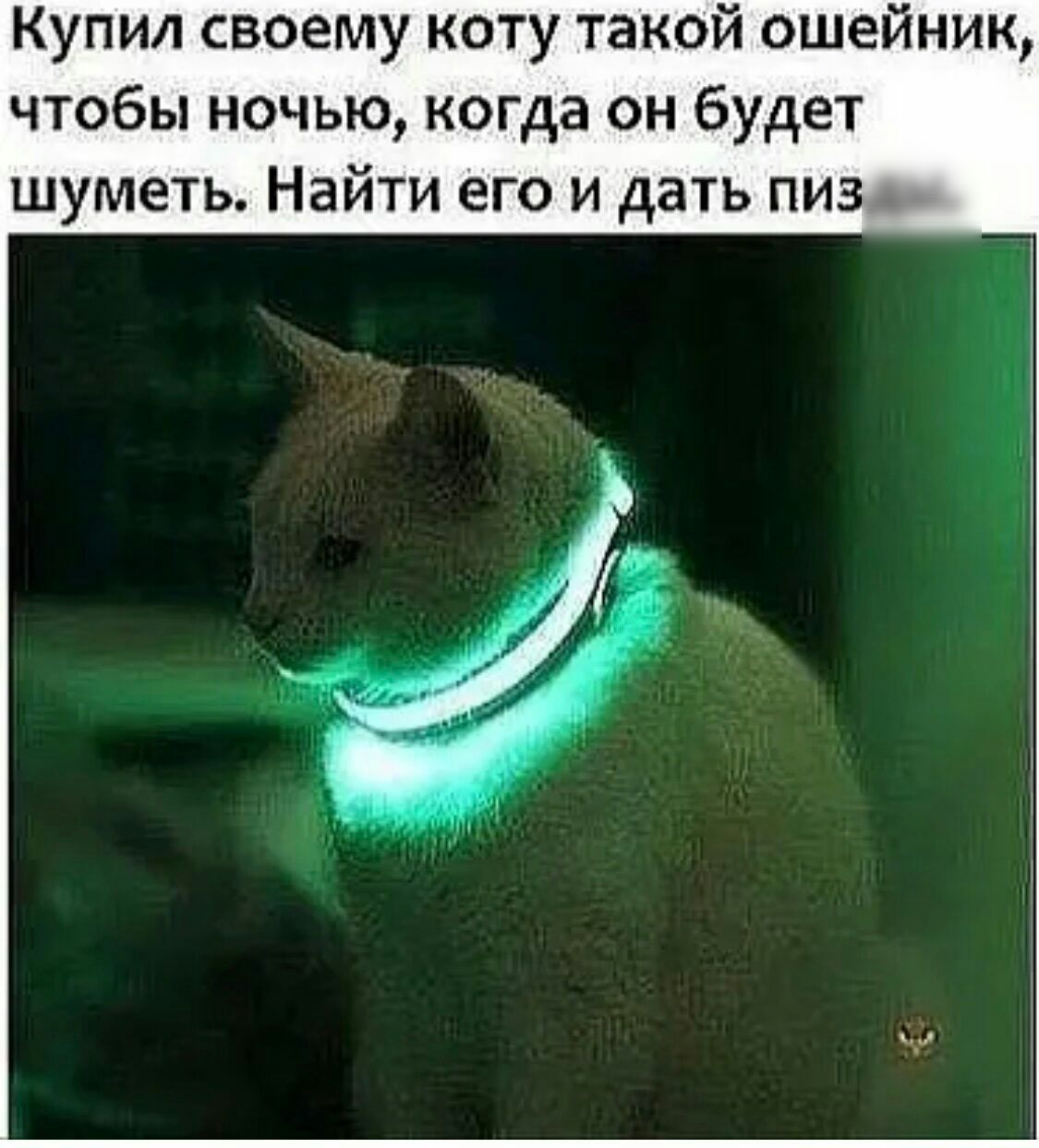 Купил своему коту такой ошейник, чтобы ночью, когда он будет шуметь. Найти его и дать пиза