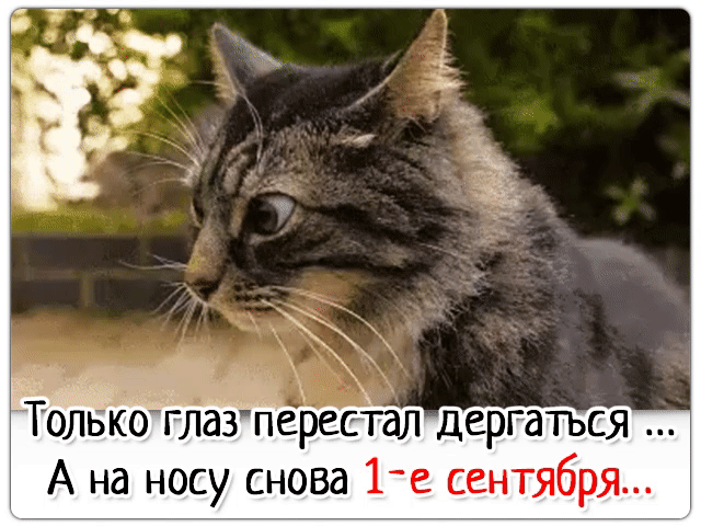 _ Ж Толвко глаЗпереетал дергаться А на носу снова 1 е сентября