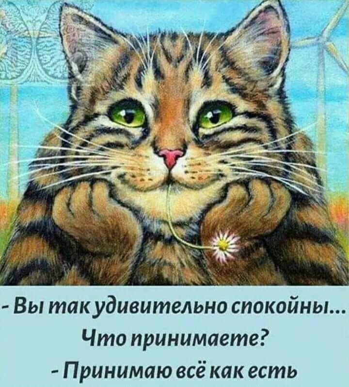 Вы так удивительно спокойны Что принимаете Принимаю всё как есть