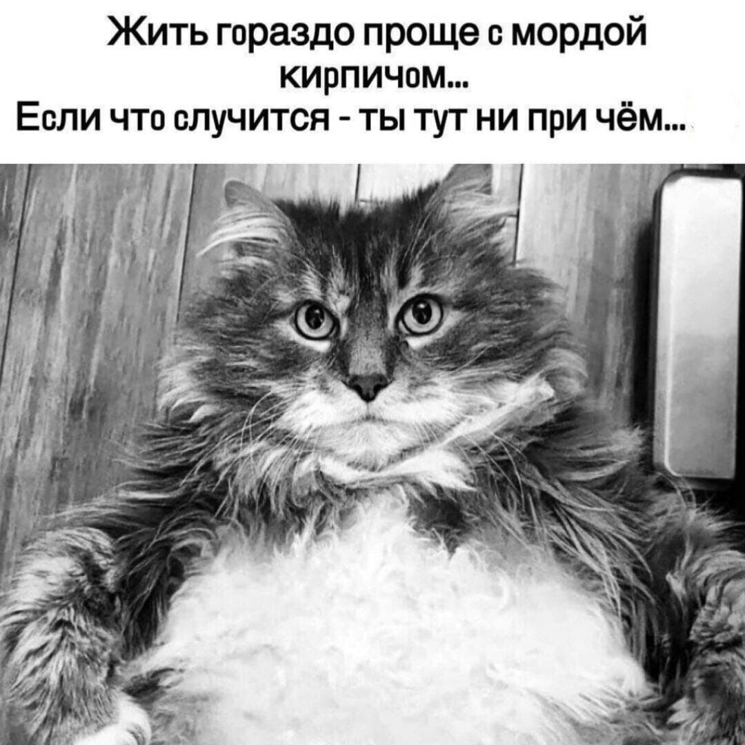 Жить гораздо проще с мордой кирпичом Если что случится ты тут ни при чём