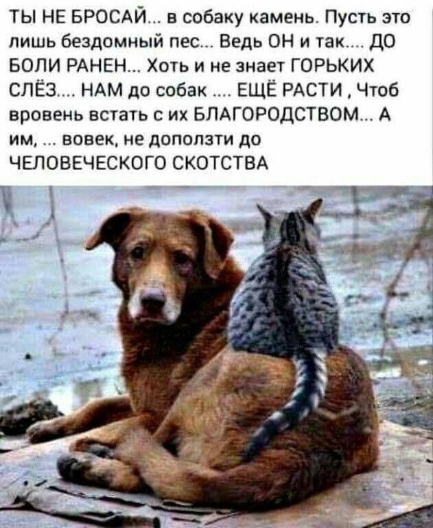 ТЫ НЕ БРОСАЙ в собаку камень Пусть это лишь бездомный пес Ведь ОН и так ДО БОЛИ РАНЕН Хоть и не знает ГОРЬКИХ СПЁ3 НАМ до собак ЕЩЁ РАСТИ Чтоб вровень встать с их БПАГОРОДСТВОМ А им вовек не доползти до ЧЕЛОВЕЧЕСКОГО СКОТСТВА А а 7