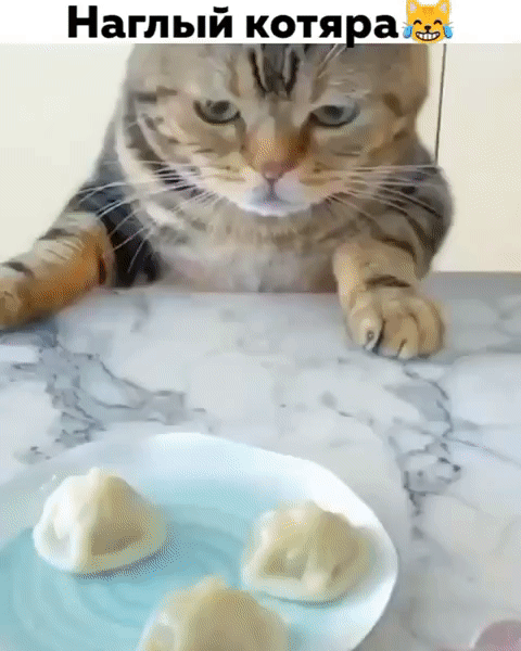 Наглый котя ака за