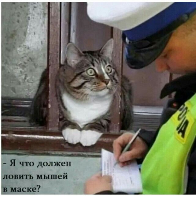Я что должен ловить мышей в маске