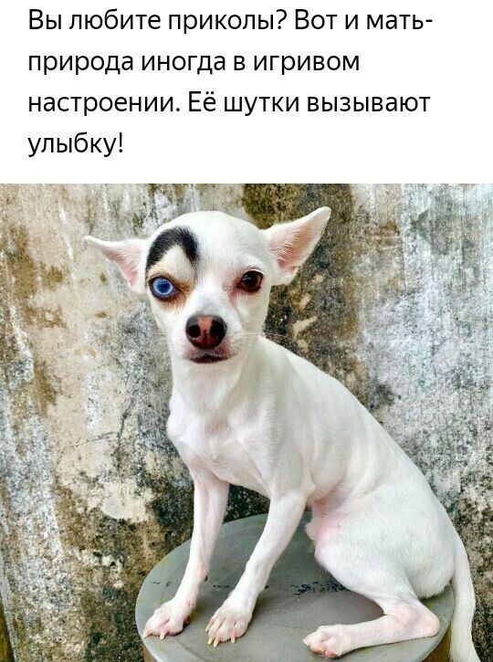 Вы любите приколы? Вот и мать природа иногда в игривом настроении. Её шутки вызывают улыбку! Ча ое