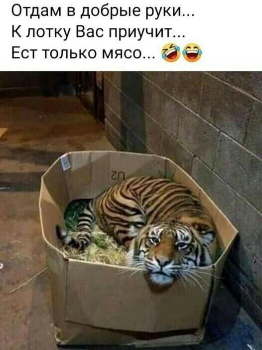 Отдам в добрые руки К лотку Вас приучит Ест только мясо Ф