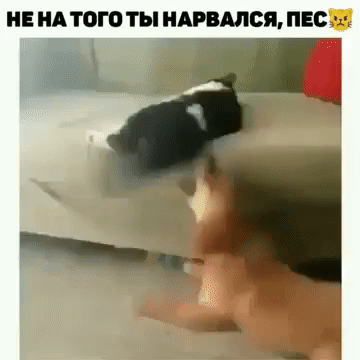 НЕ НА ТОГО ТЫ НАРЕМСЯ ПЕС а