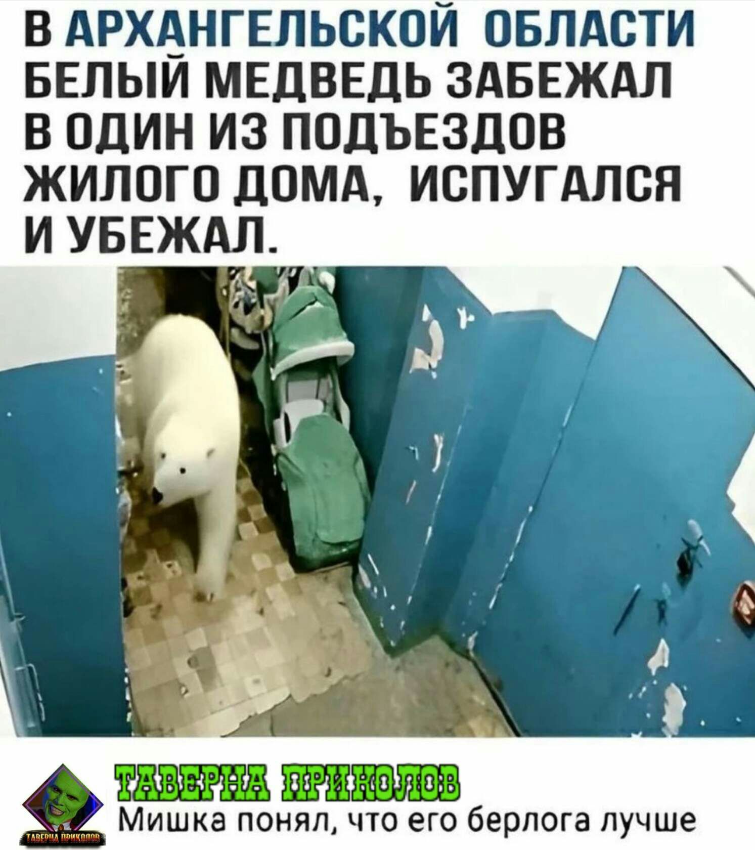 В АРХАНГЕЛЬСКОИ ОБЛАСТИ БЕЛЫИ МЕДВЕДЬ ЗАБЕЖАЛ В ОДИН ИЗ ПОДЪЕЗДОВ ЖИЛОГО ДОМА ИОПУГАЛОЯ И УБЕЖАЛ ТАВБРНА НЛШЗ Мишка понял что его берлога лучше