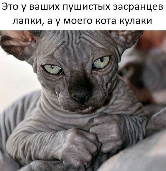 ЭТО у ваших ПУШИСТЫХ ЗЗСРЭНЦЭВ папки 3 МОЭГО кота КУЛЭКИ