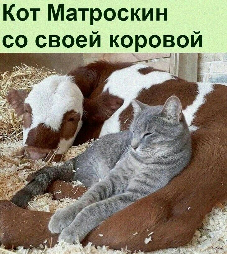 Кот Матроскин со своей коровой