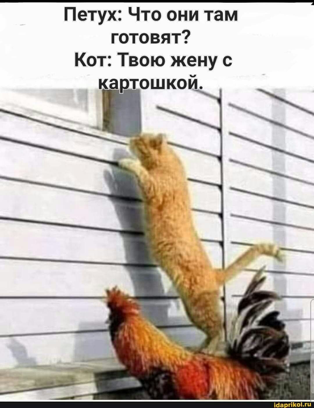 Петух Что они там готовят Кот Твою жену с ошкой