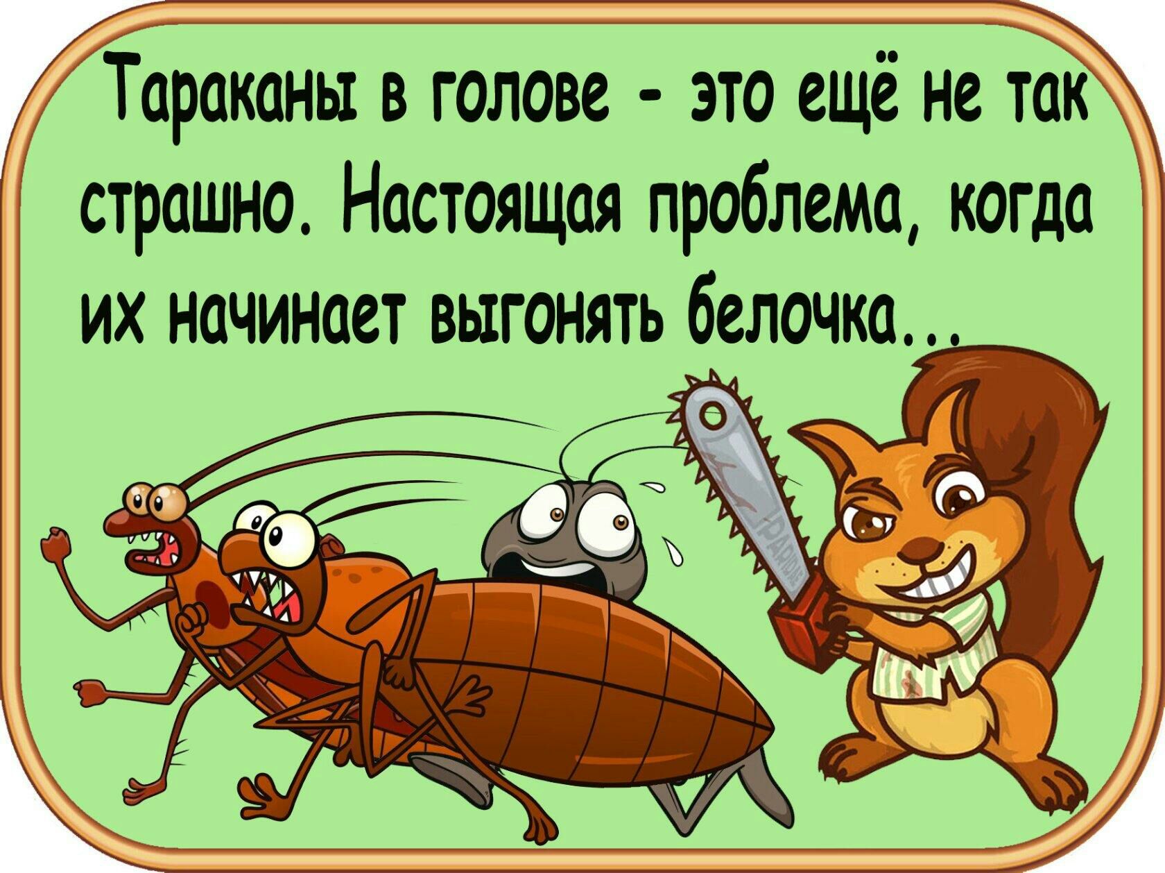 Тараканы в голове это ещё не так страшно Настоящая проблема когда их начинает выгонять Белочка