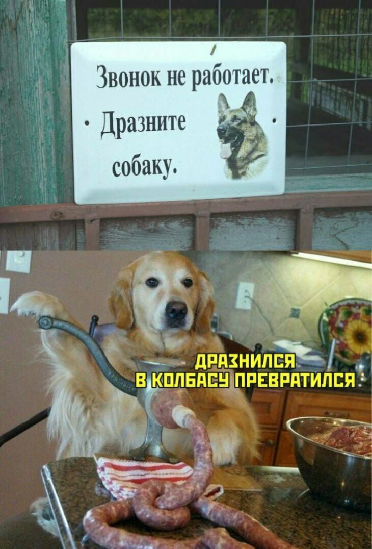 Звонок не работает Дразните собаку