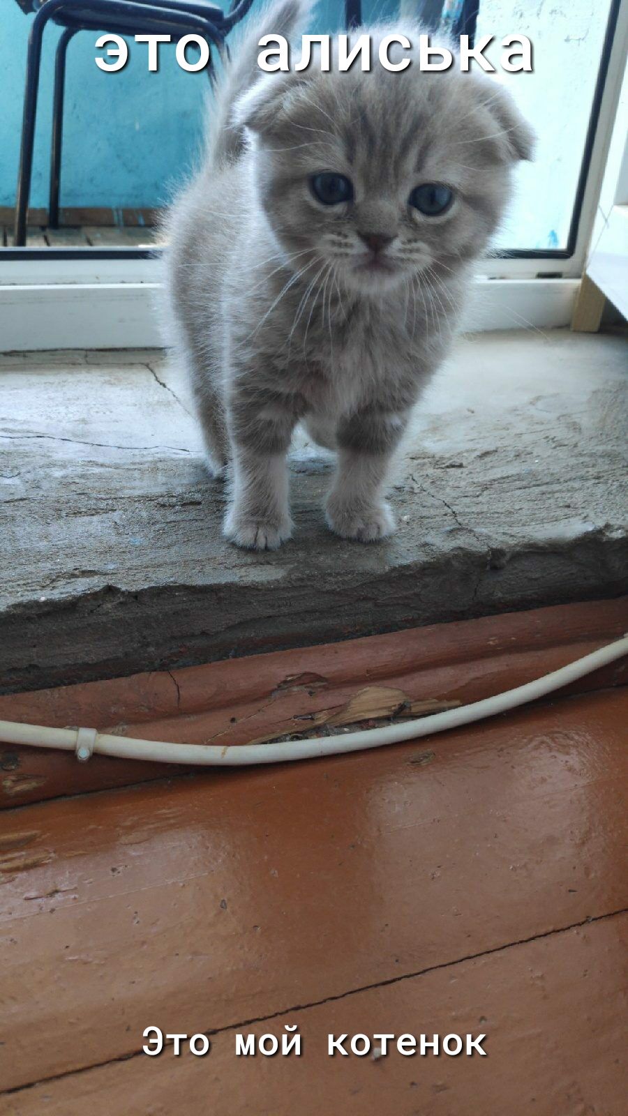 Это мой котенок