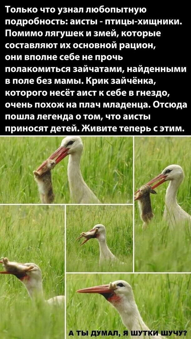 Только что узнал любопытную подробность аисты птицы хищники Помимо лягушек и змей которые составляют их основной рацион они вполне себе не прочь полакомиться зайчатами найденными в поле без мамы Крик зайчёнка которого несёт аист к себе в гнездо очень похож на плач младенца Отсюда пошла легенда о том что аисты приносят детей Живите теперь с этим