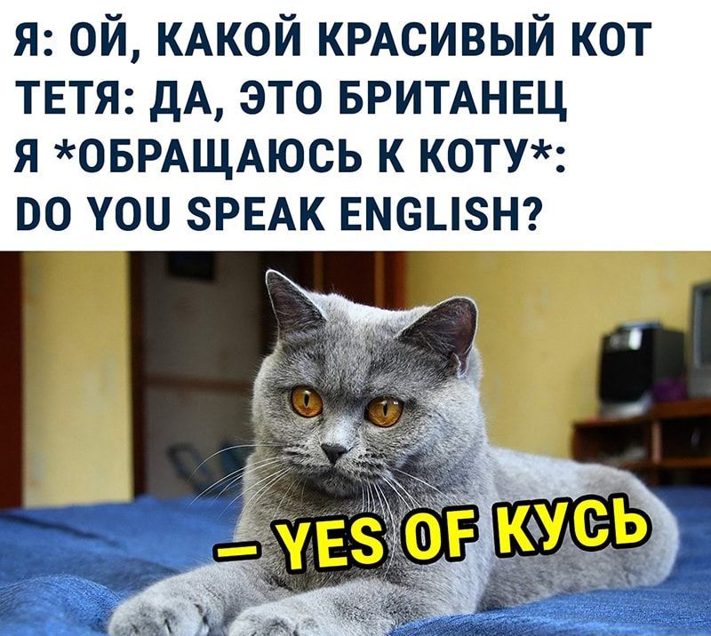 я ой КАКОЙ КРАСИВЫЙ кот ТЕТЯ дА это БРИТАНЕЦ я ОБРАЩАЮСЬ к коту во уои ЗРЕАК ЕМ6_8Н