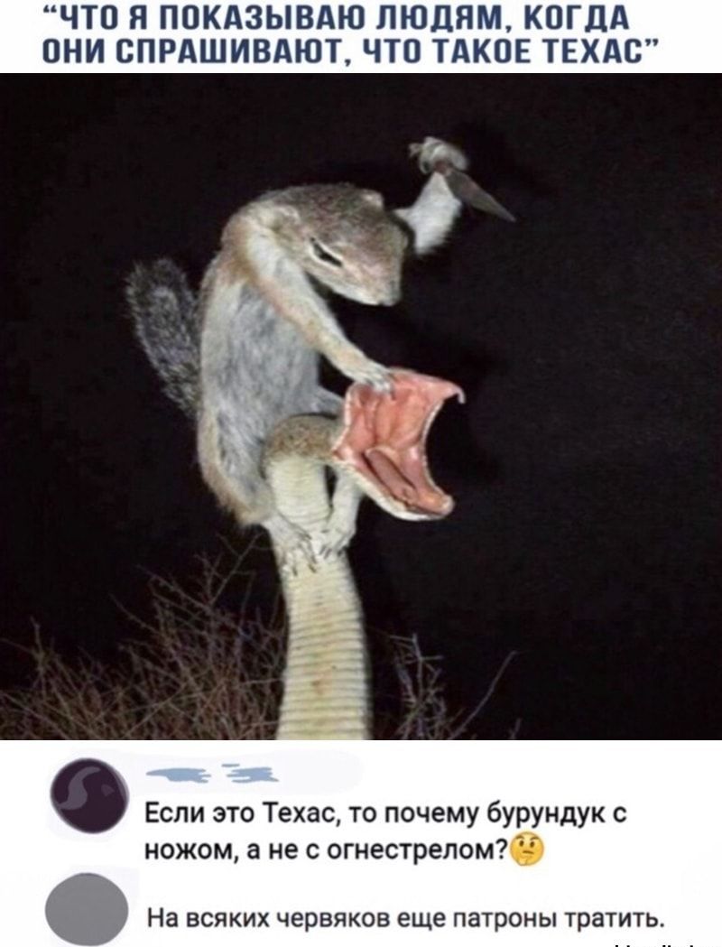 ЧТО Я ПОКАЗЫВАЮ ЛЮДЯМ КОГДА ОНИ СПРАШИВАЮТ ЧТО ТАКОЕ ТЕХдС Если это Техас то почему бурундук с ножом а не с огнестрепом0 На всяких червяков еще патроны тратить
