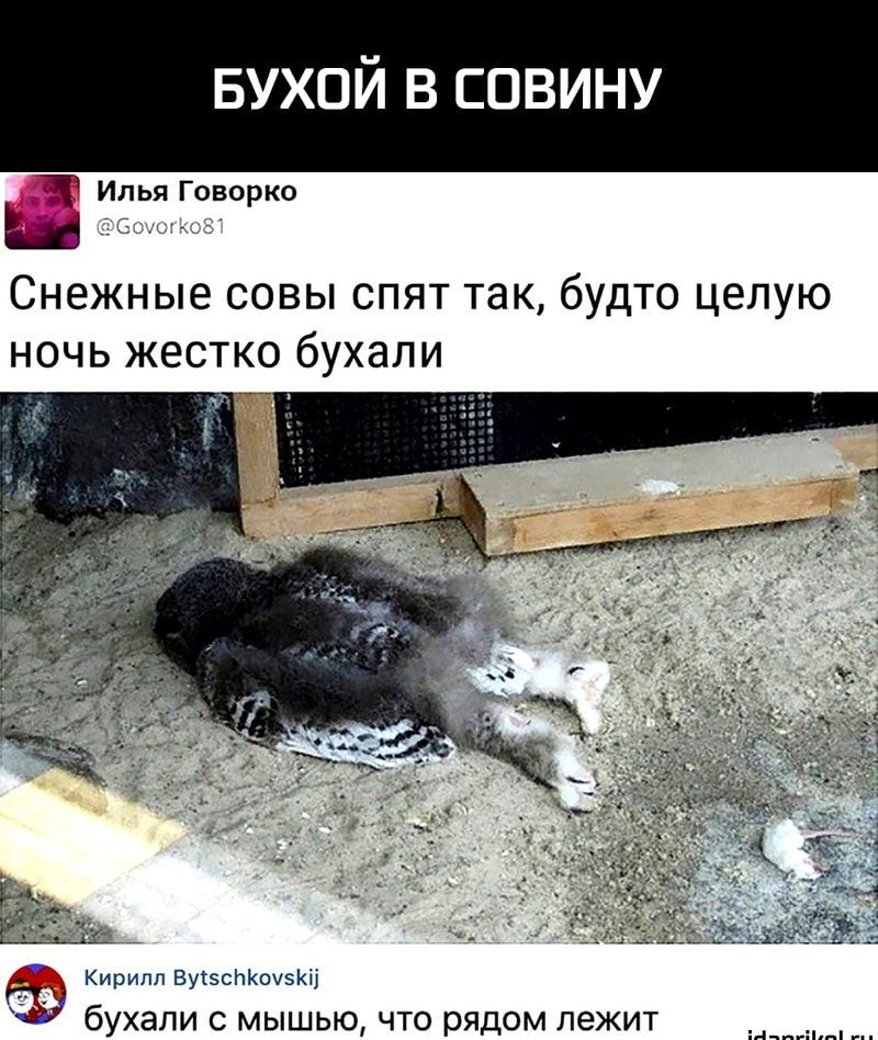 БУХОЙ в совину Илья Говорко Снежные совы спят так будто целую ночь жестко бухали Кирилл ВухзсЬКшэкц бухали С МЫШЫО ЧТО РЯДОМ лежит