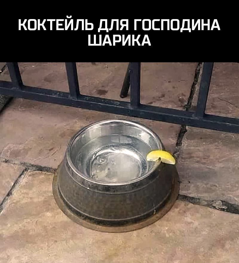 КОКТЕЙЛЬ ДЛЯ ГОСПОДИНА ШАРИКА