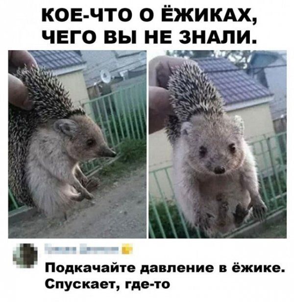 ков что о ЁЖИКАХ Подкачайте давление в ёжике Спускает где то