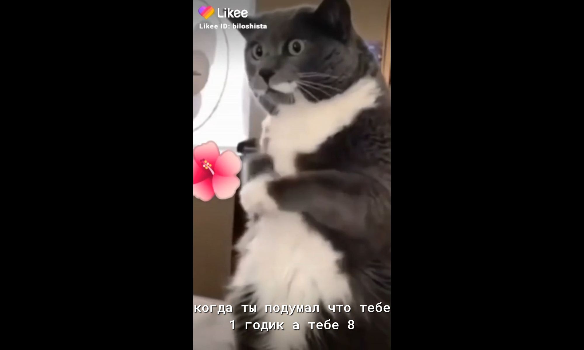 п ддмы гопш