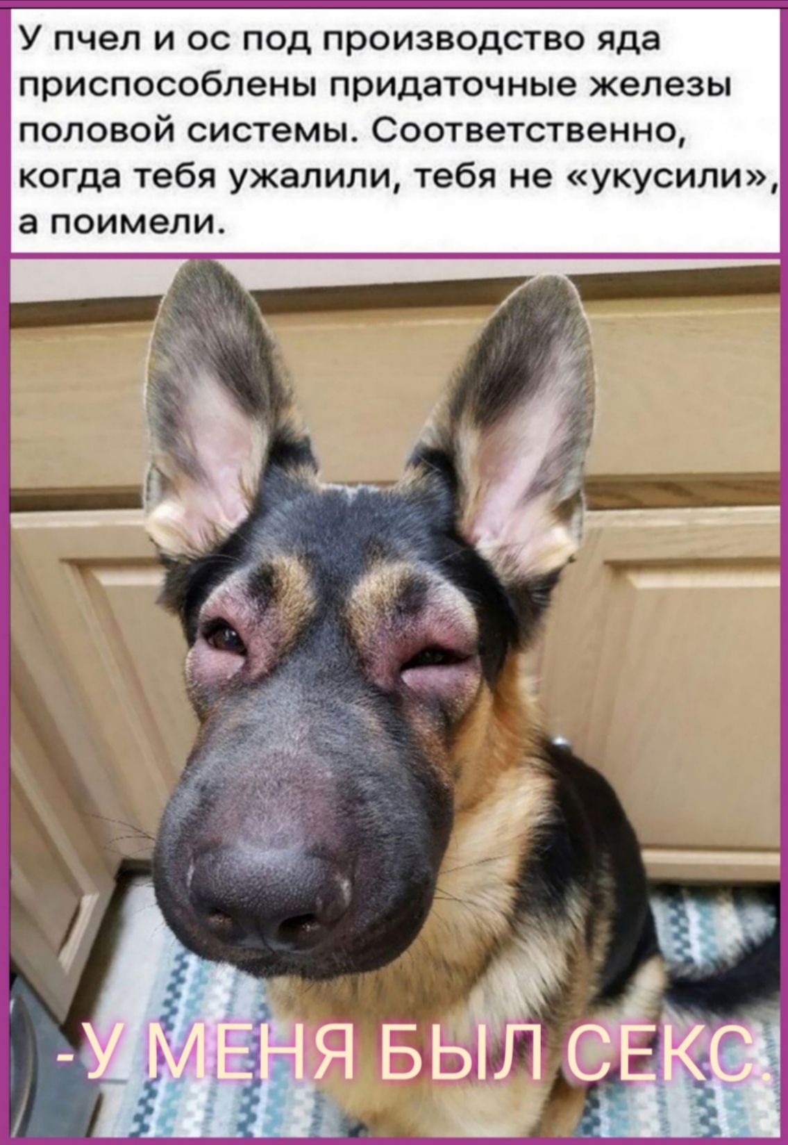 У пчел и ос под производство яда приспособлены придаточные железы половой системы Соответственно когда тебя ужалили тебя не укусили а поимели