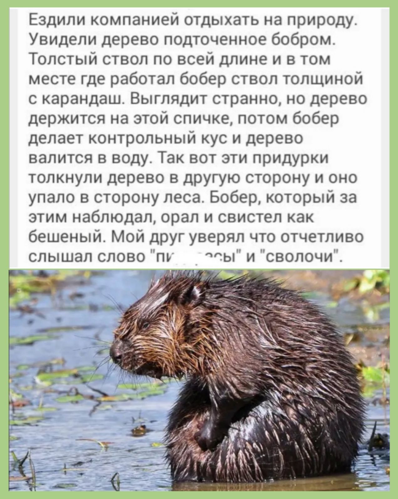 Ездили компанией отдыхать на природу Увидели дерево подточенное бобром Толстый ствол по всей длине и в том месте где работал бобер ствол толщиной с карандаш Выглядит странно но дерево держится на этой спичке потом бобер делает контрольный кус и дерево валится в воду Так вот эти придурки толкнули дерево в другую сторону и оно упало в сторону леса Бобер который за этим наблюдал орал и свистел как бе