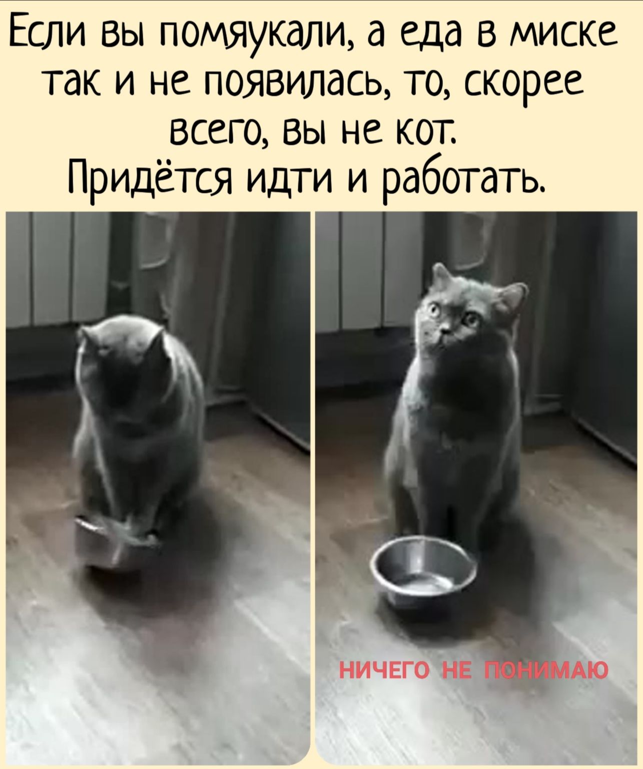 Если вы помяукали а еда в миске так и не появилась то скорее всего вы не кот Придётся идти и работать НИЧЕГО НЕ