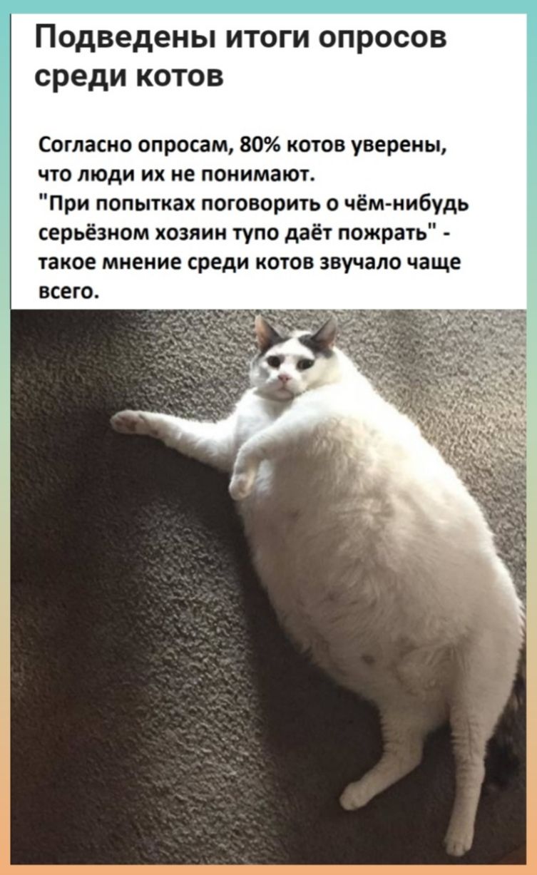 подведены ИТОГИ ОПРОСОВ среди КОТОВ Согласно опросам 80 котов уверены что люди их не понимают При попытках поговорить о чёмнибудь серьёзном хозяин тупо даёт пожрать такое мнение среди котов звучало чаще всего